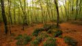 The heart of La Garrotxa Volcanic Zone Natural Park