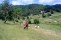 Per l'altiplà del Collsacabra. Ruta 4 Garrotxa