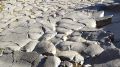 The basalt lava flows of Sant Joan les Fonts