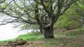 Garrotxa forests