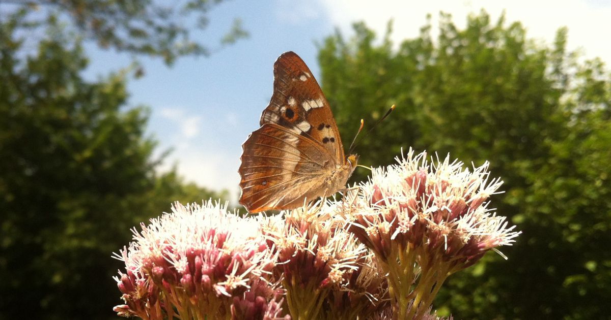 flora-and-fauna