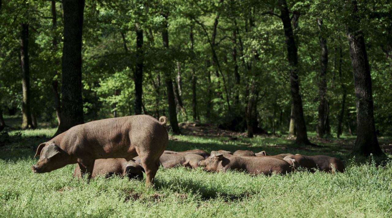 Farm tours