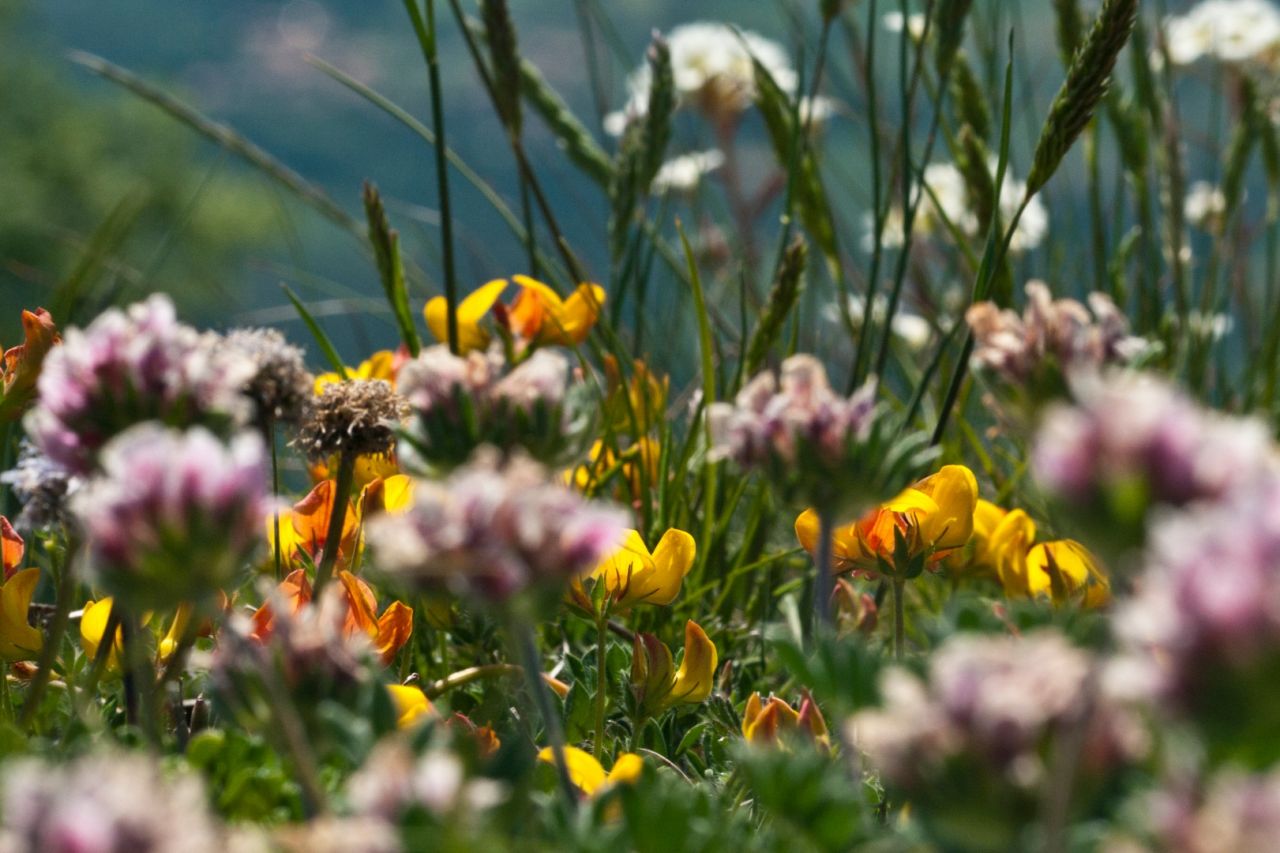 A thousand flowers in meadows and forests