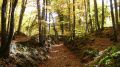 The heart of La Garrotxa Volcanic Zone Natural Park