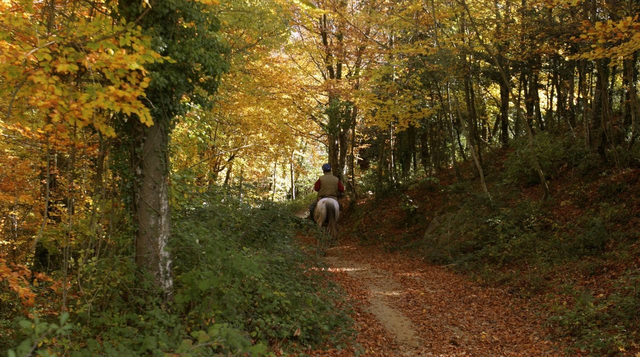 On the trail of the Remences