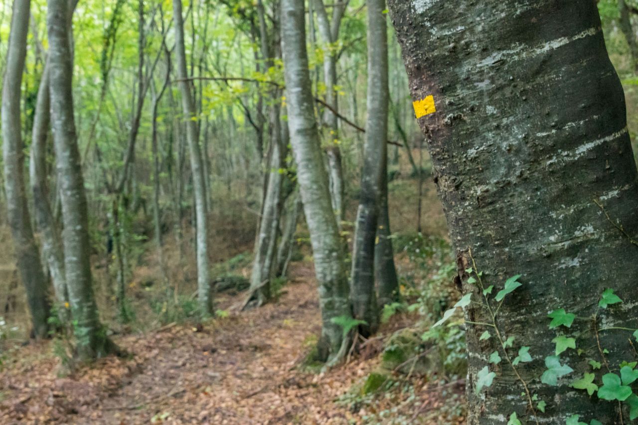 Itinerari Fageda Fosca. Ruta 5 Santa Pau